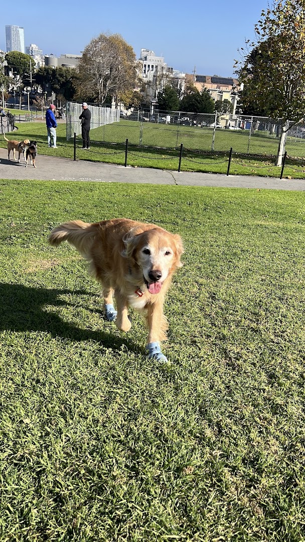 Duboce Park Dog Play Area in San Francisco