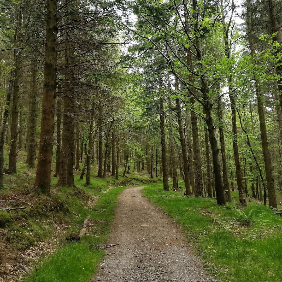 Djouce Wood