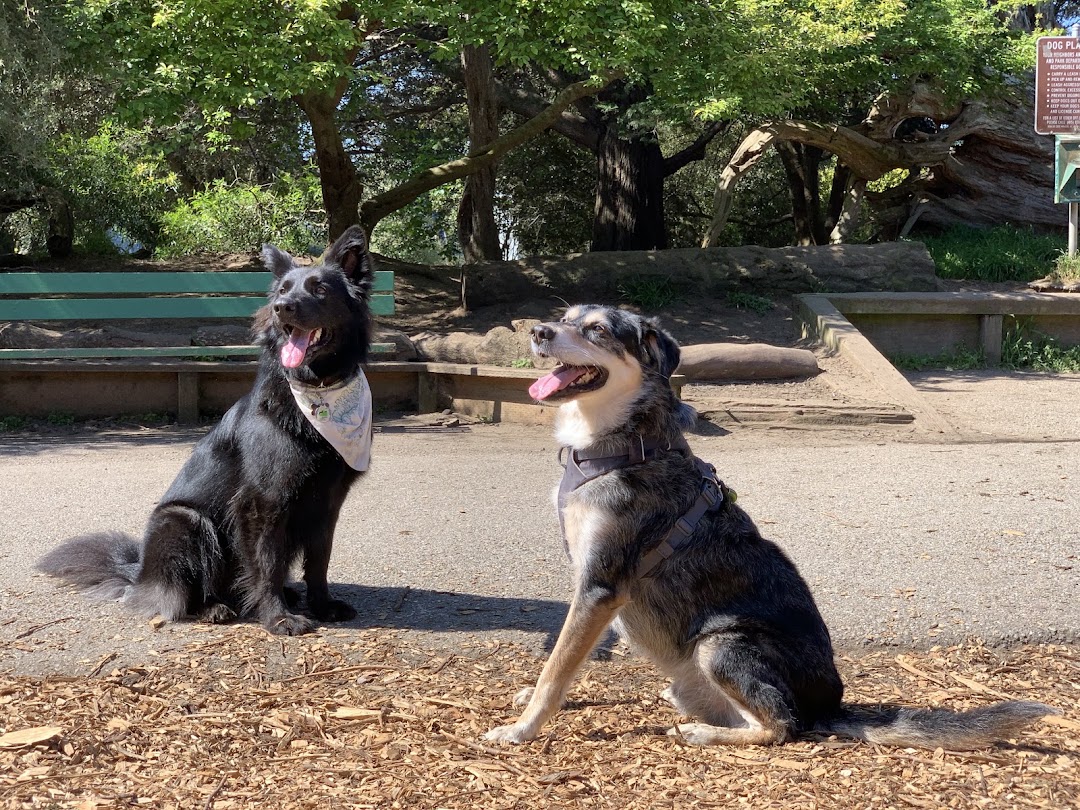 Mountain Lake Park Dog Play Area in San Francisco