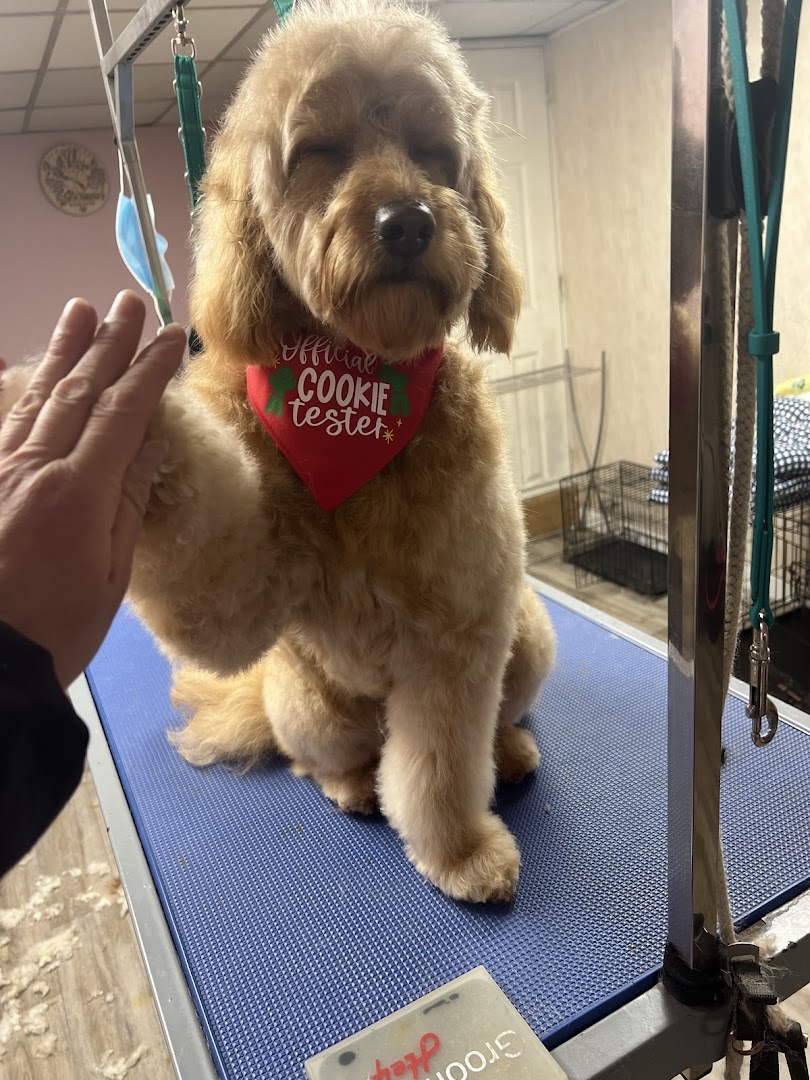 V.I.P. Pets in Ireland