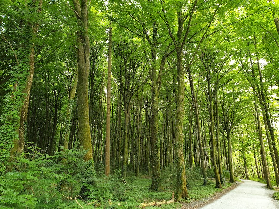 Coole Park Nature Reserve
