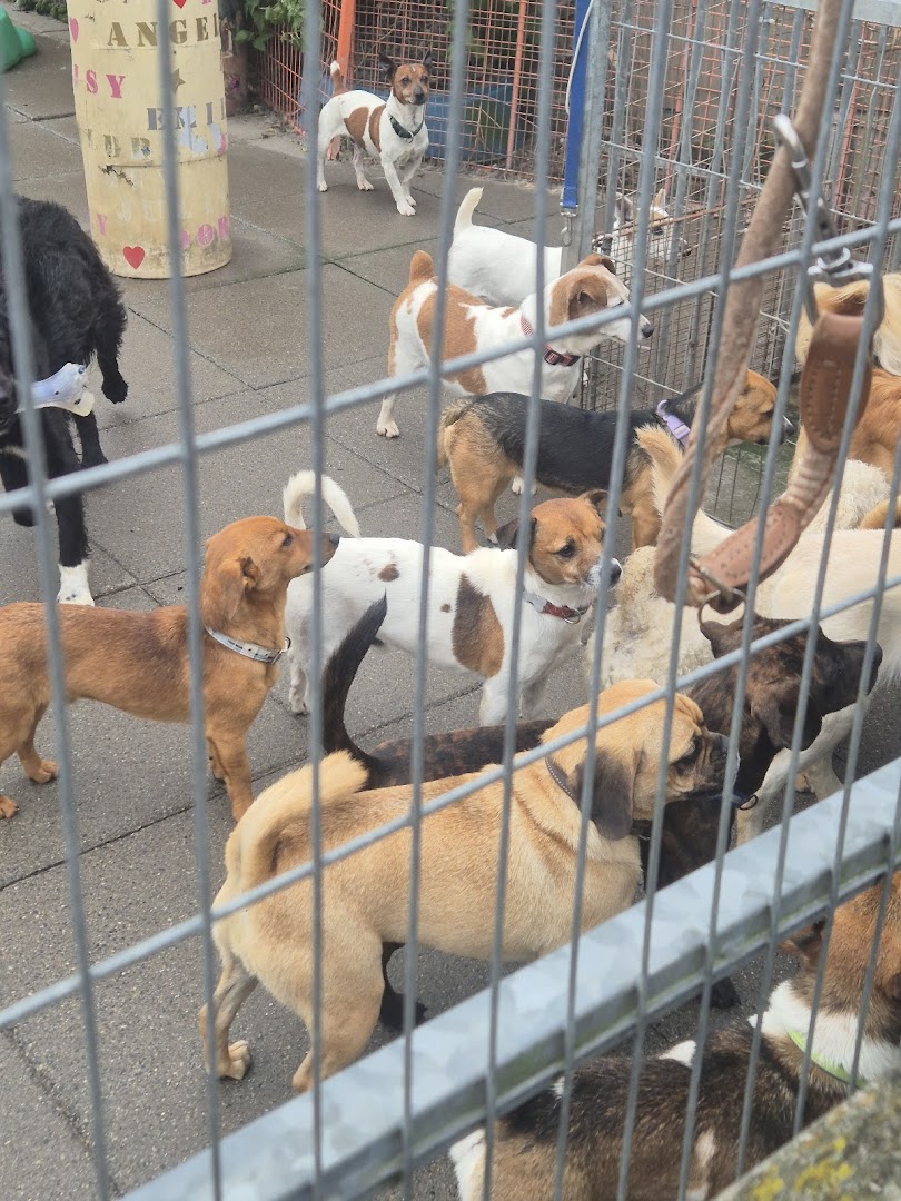 Dogs Aid Animal Sanctuary in Dublin