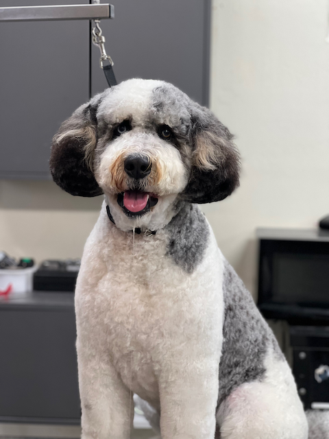 VIP Grooming SOMA in San Francisco