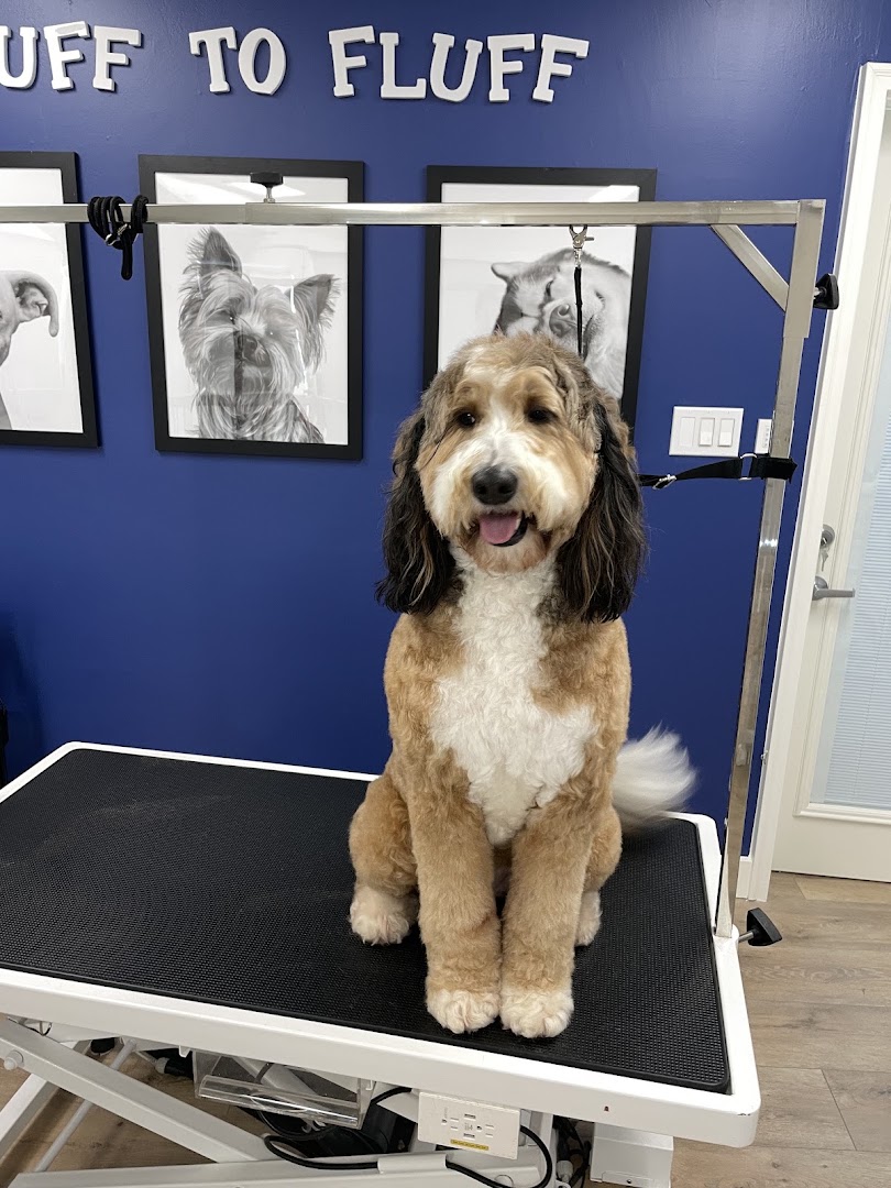 Ruff to Fluff Dog Grooming in San Francisco