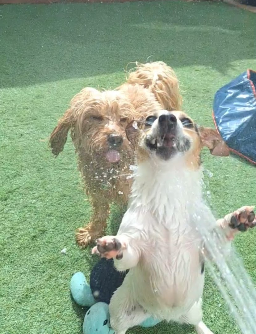 Mandy's Fairy Tails Doggie Day Care in Dublin