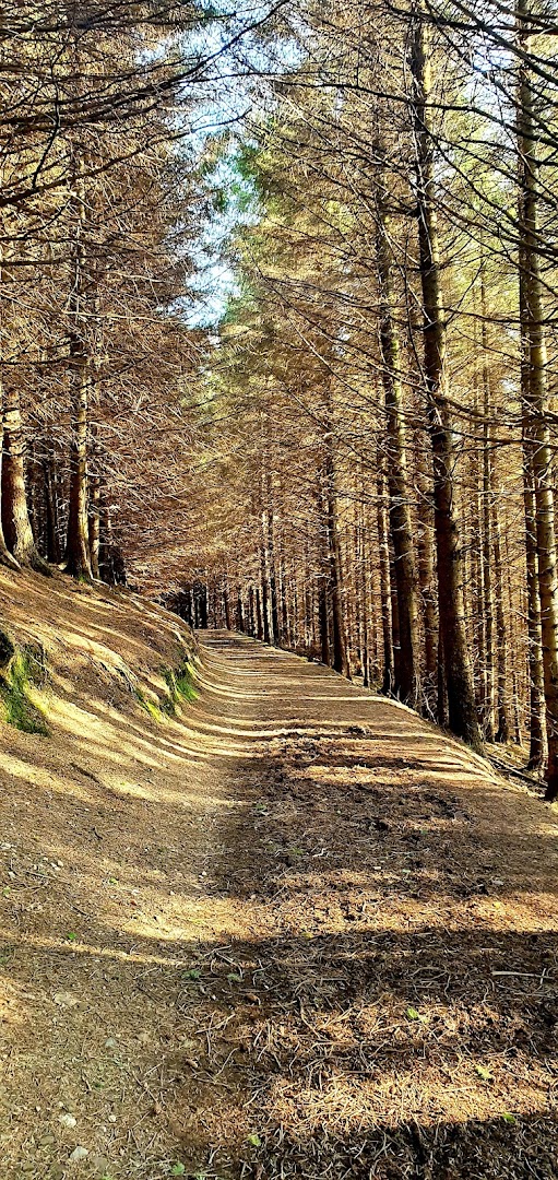 Djouce Woods (Calary)