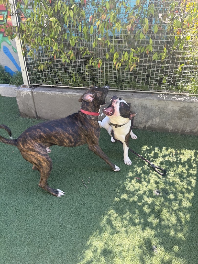 SoMa West Dog Park in San Francisco