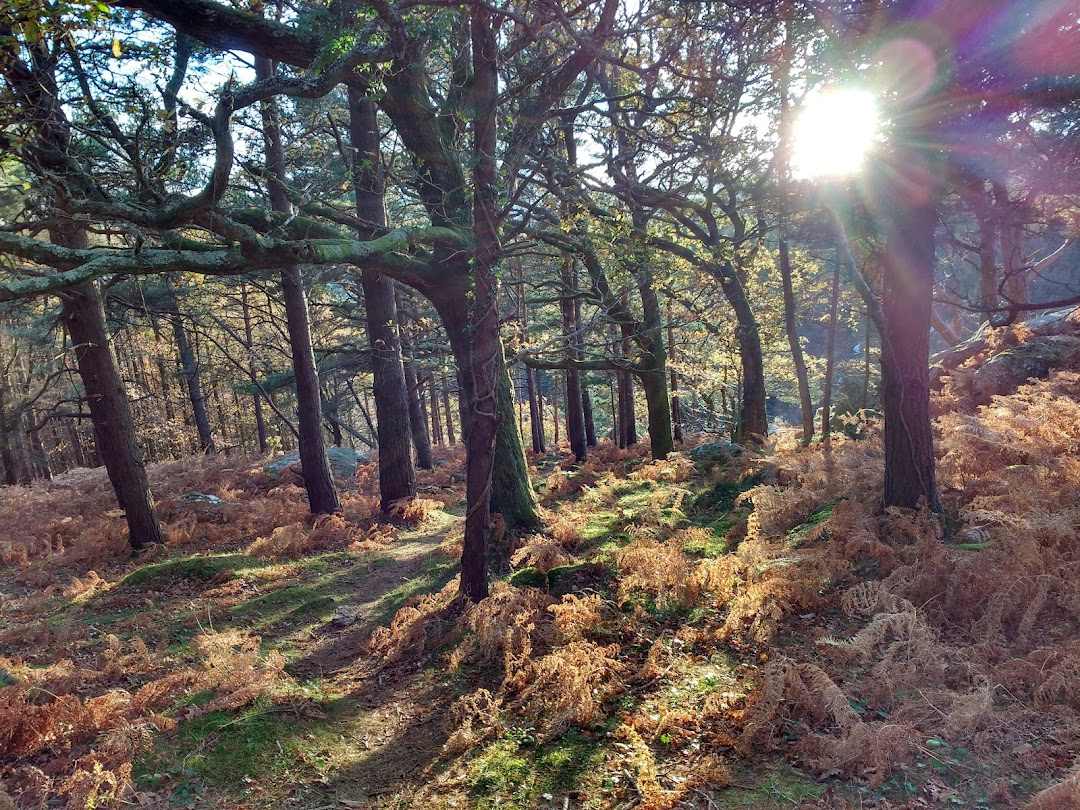 Barnaslingan Forest in Dublin