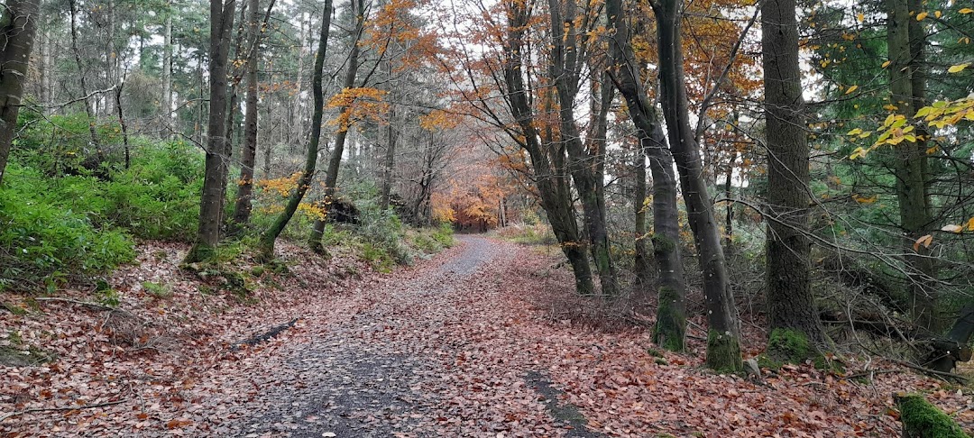 Scaragh Wood
