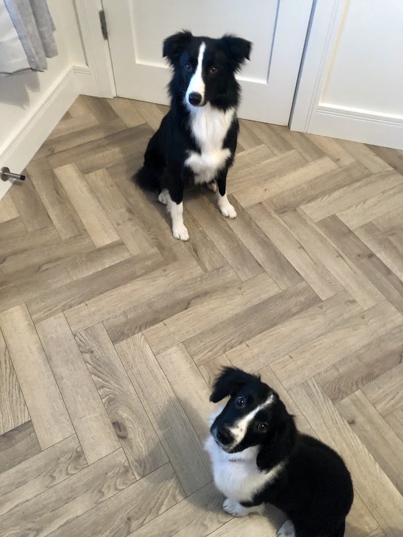 Dog Hub dog grooming Raheny in Dublin