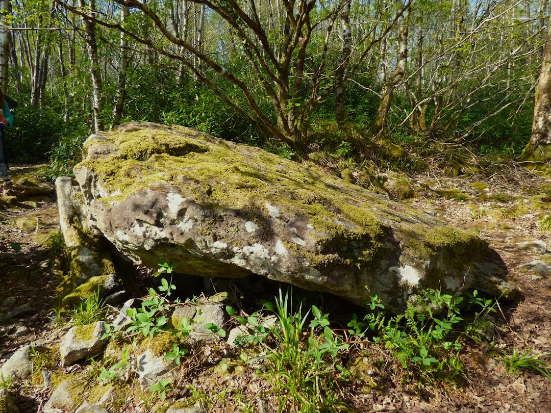 Scaragh Woods in Cork