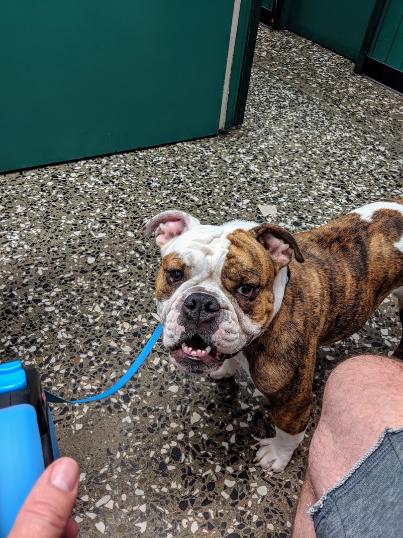 Avenues Pet Hospital in San Francisco
