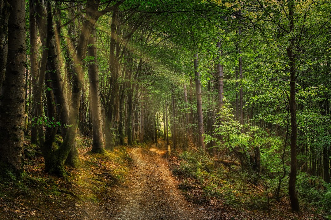 Glanageenty Forest Recreation Area