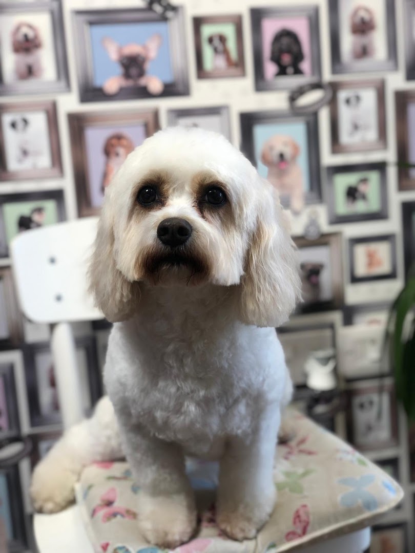 rachels clip n tails, dog grooming