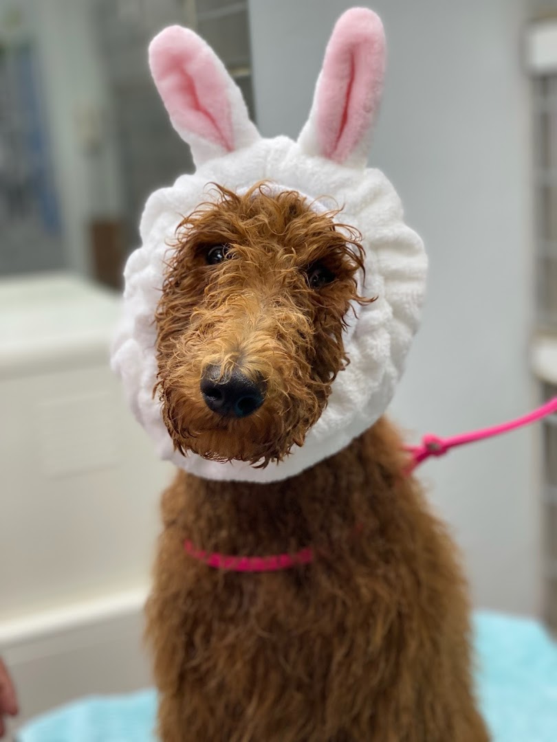 Tilt Pet Spa in San Francisco