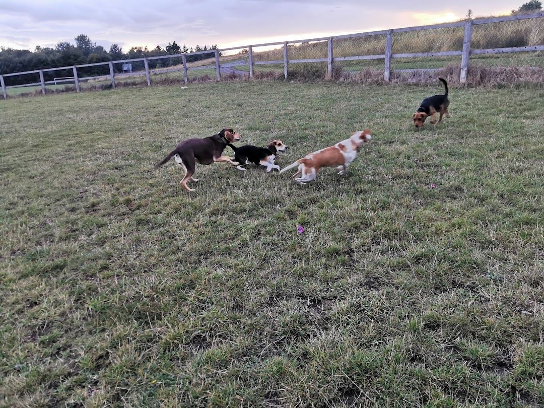 Tymon Dog Park in Dublin