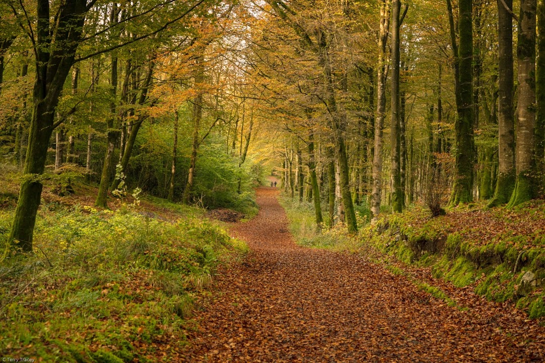 Mullaghmeen Forest in Ireland