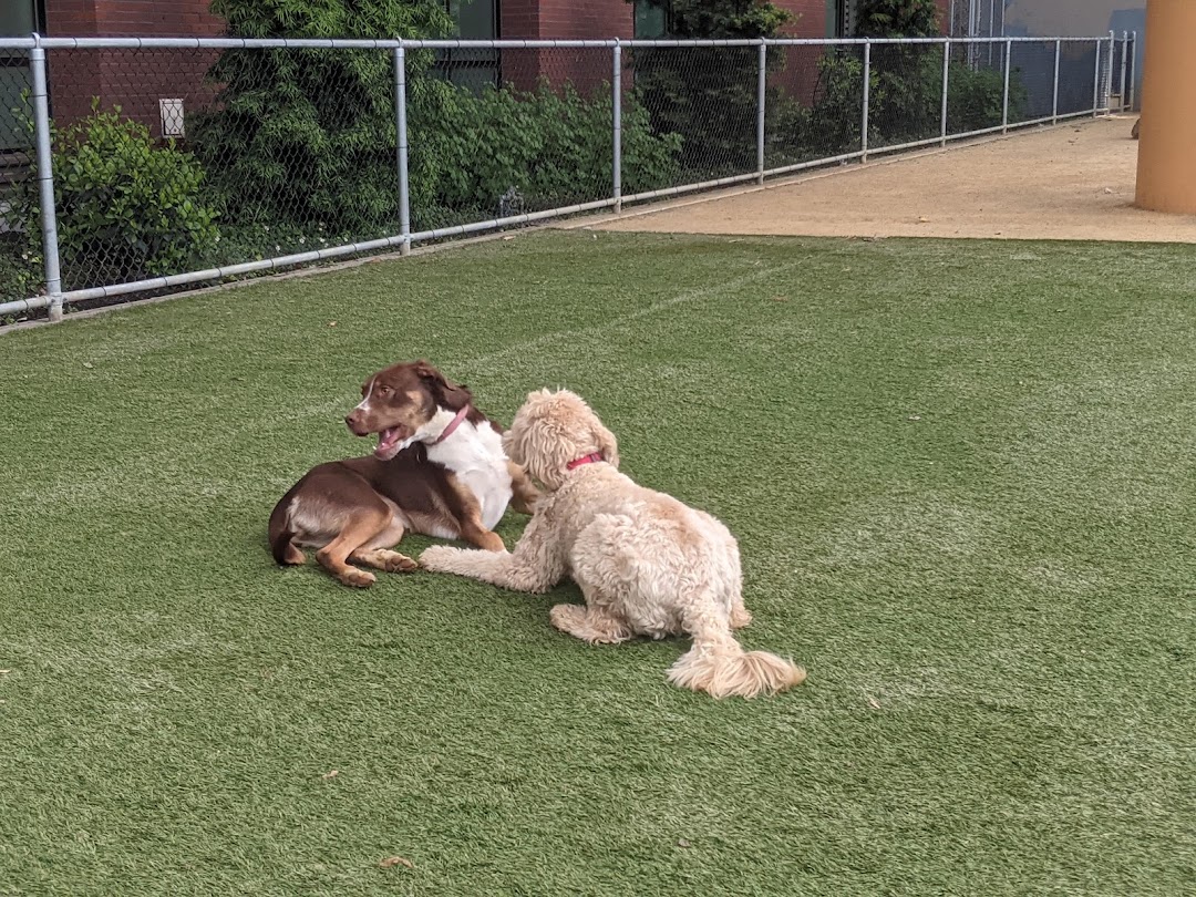 Avalon Dogpatch Dog Park in San Francisco