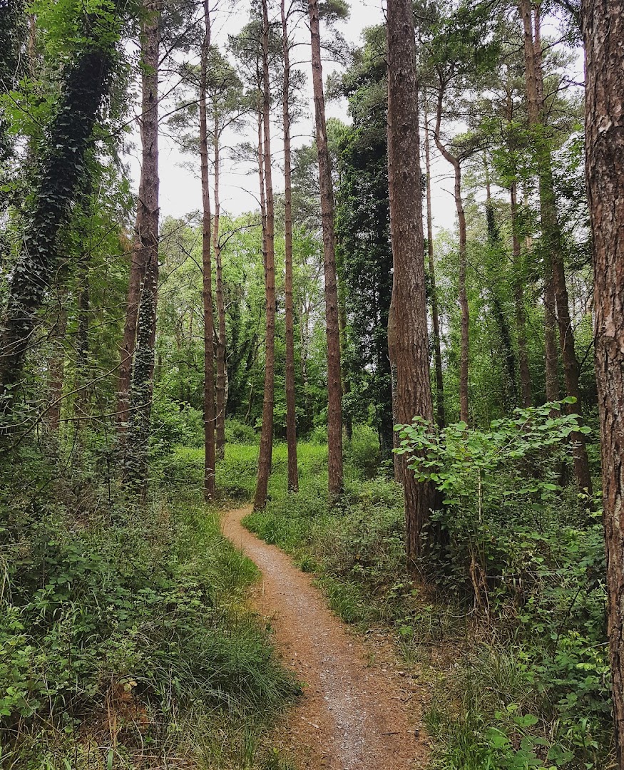 Portumna Forest Park in Galway