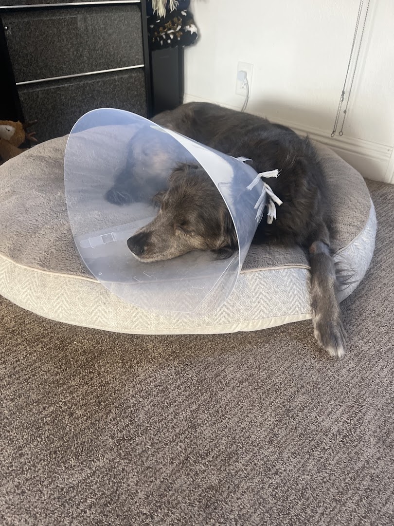 SAGE Veterinary Centers - San Francisco in San Francisco
