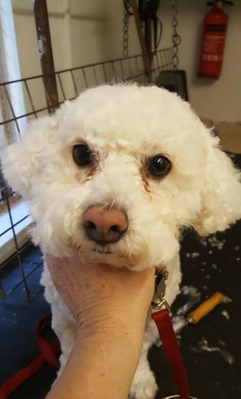Barkers Grooming Parlour in Dublin