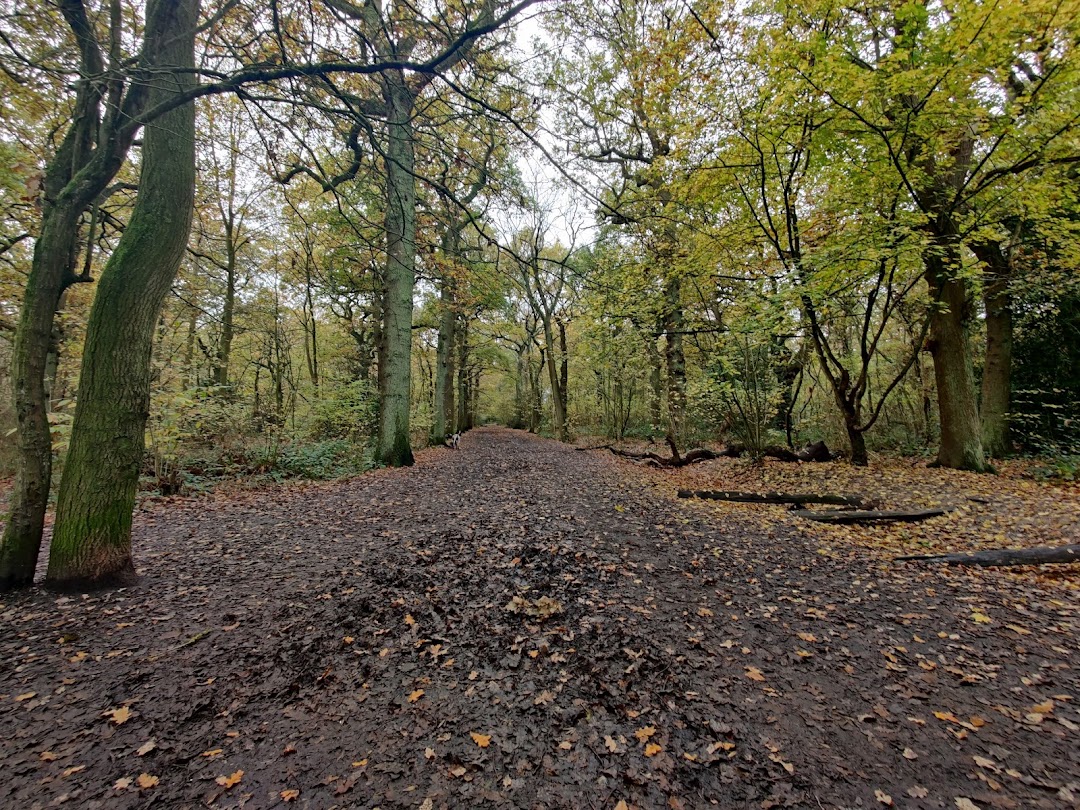 Oxleas Wood in London