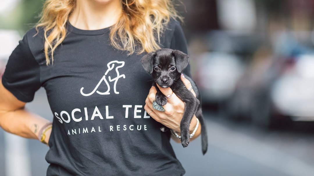 Social Tees Animal Rescue Office in New York
