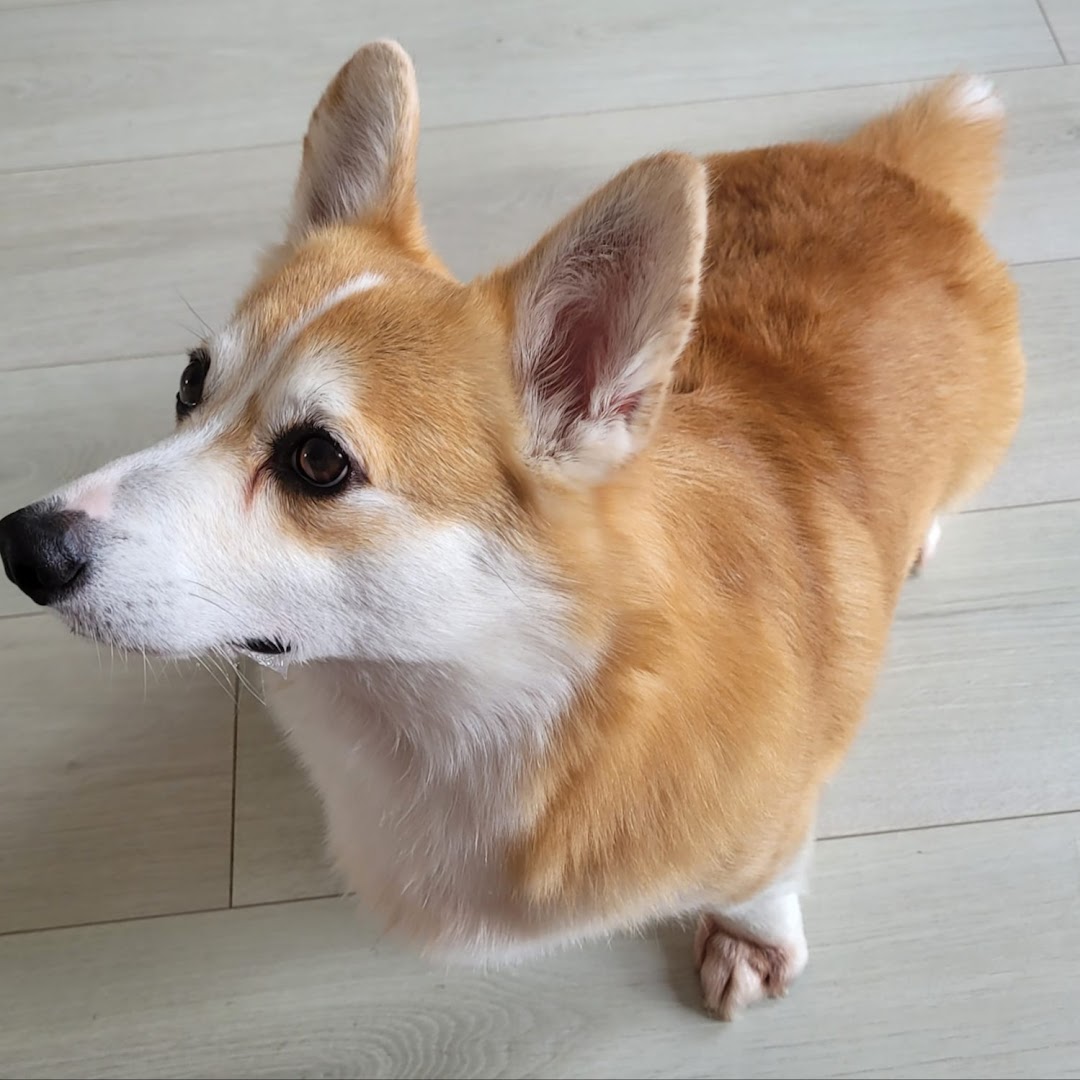 Dundrum Dog Grooming in Dublin