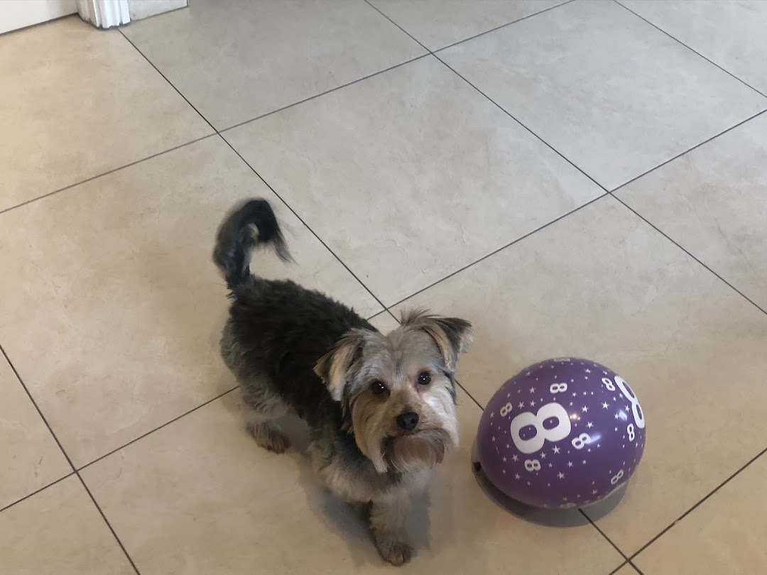 Pa's Dog Grooming in Ireland