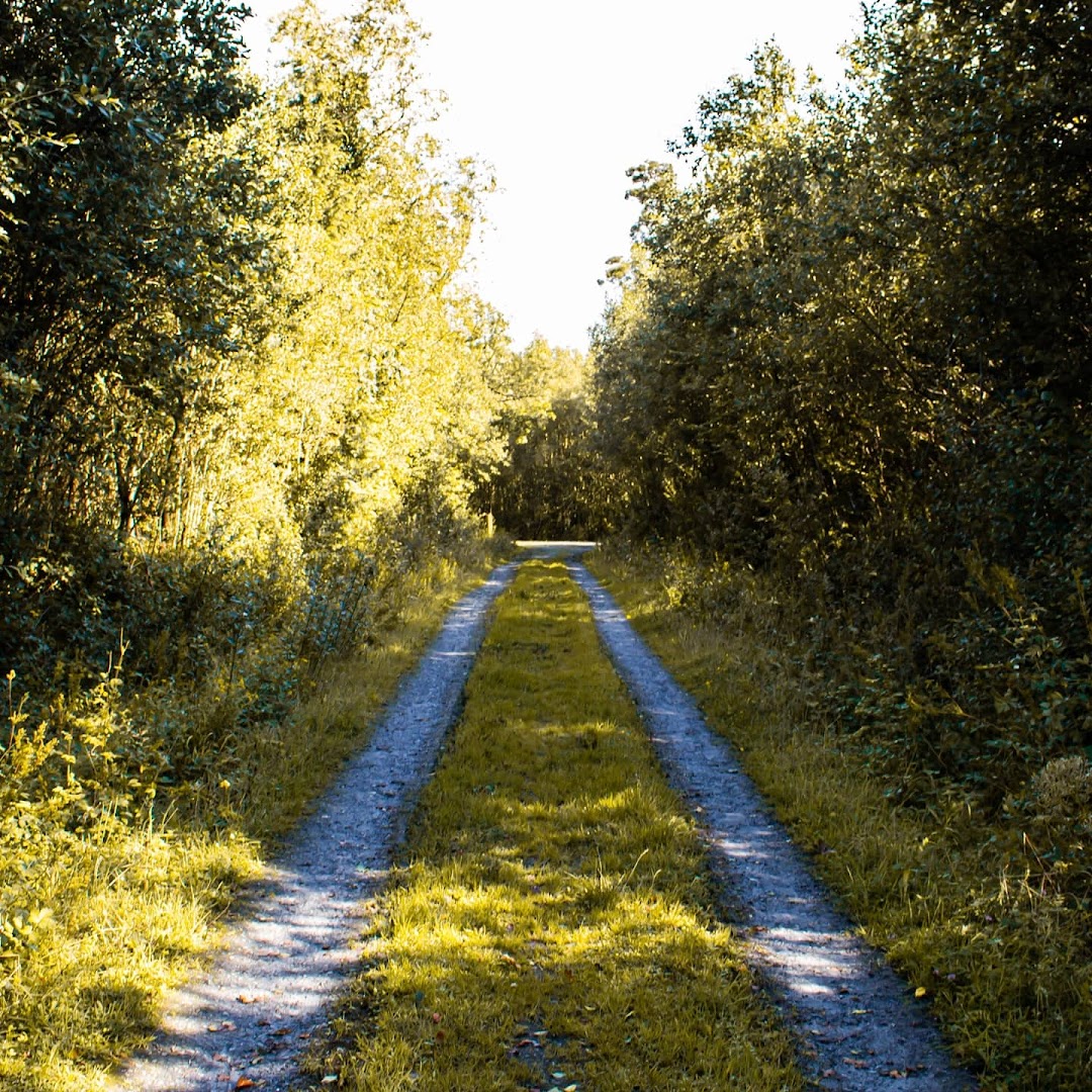 Millennium Forest/Coill an Fhaltaigh