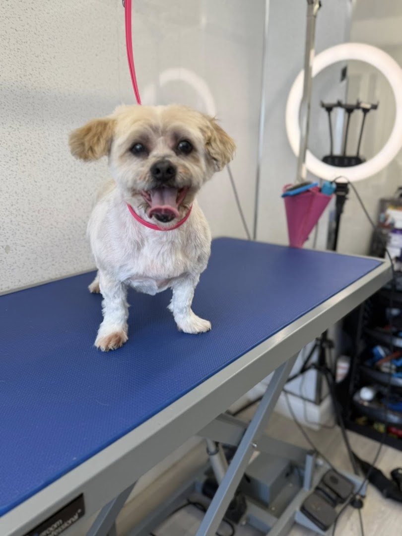 Pooch Pampering in Dublin