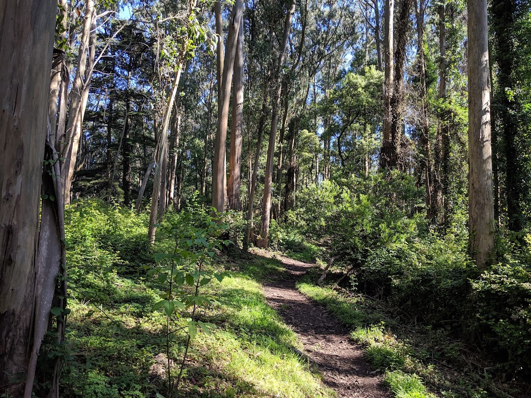 Mount Sutro Open Space Reserve in San Francisco