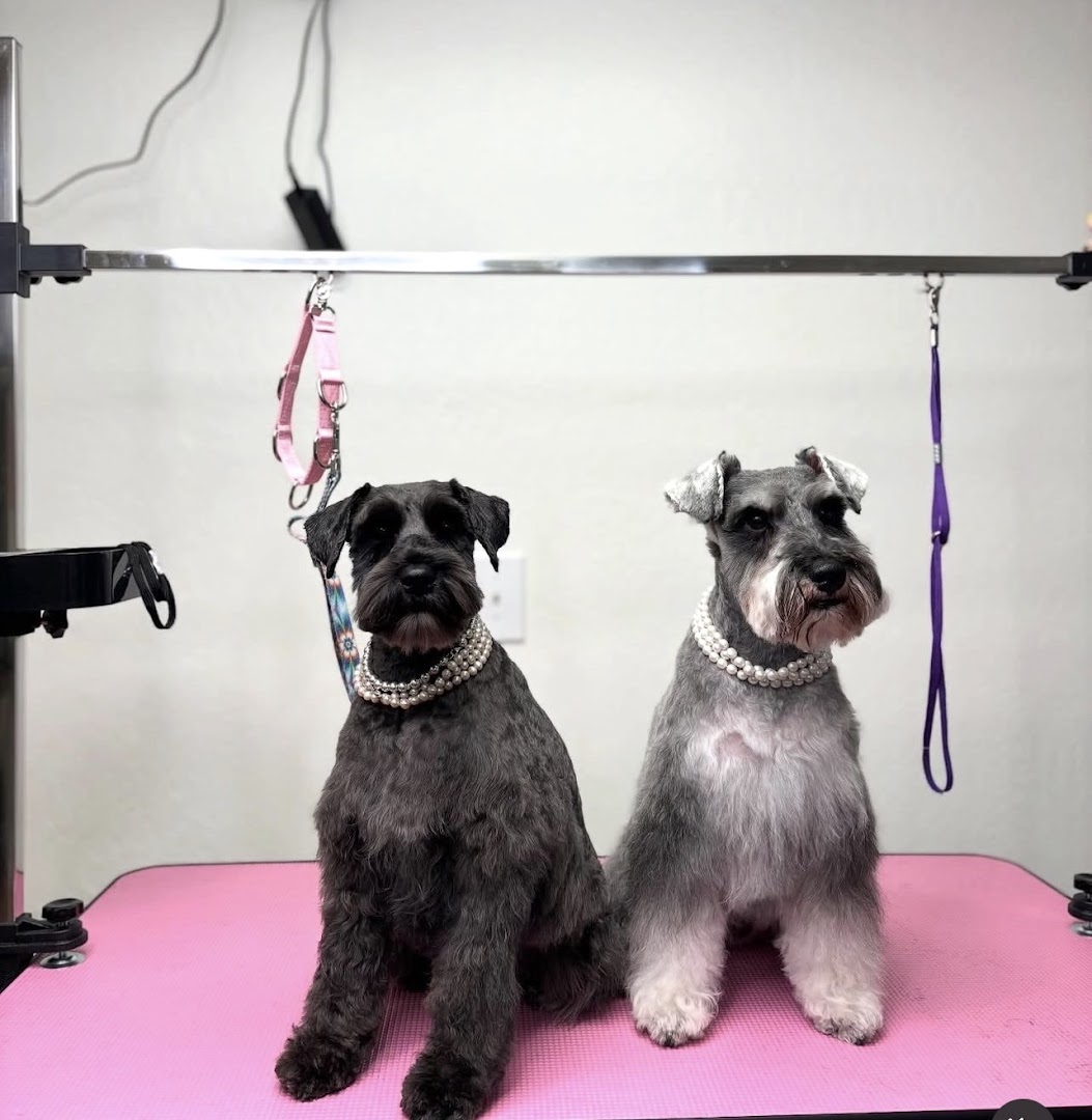 Pawpitos: Pet Grooming in Castro in San Francisco