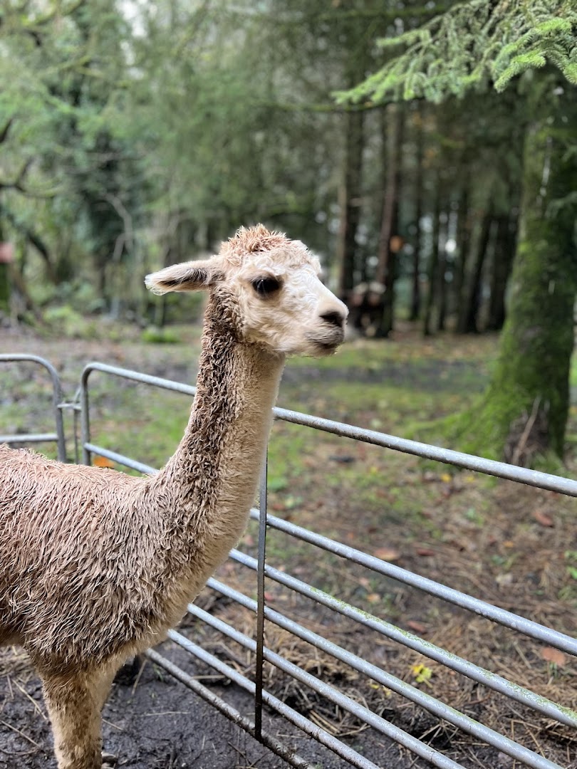 Knockvicar Alpaca Farm