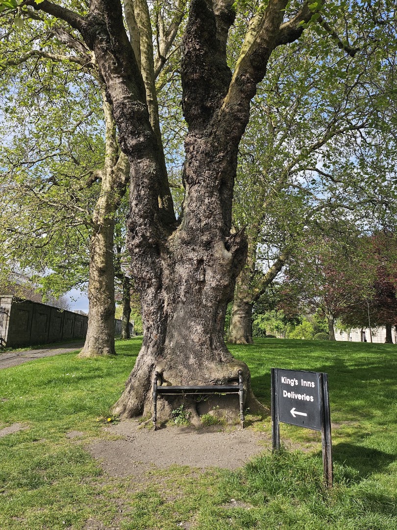 The Hungry Tree At King’s Inns