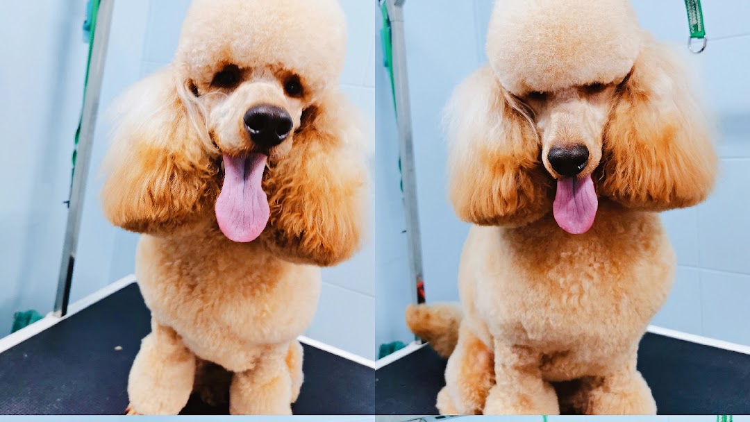 Paws Solutions Pet Grooming