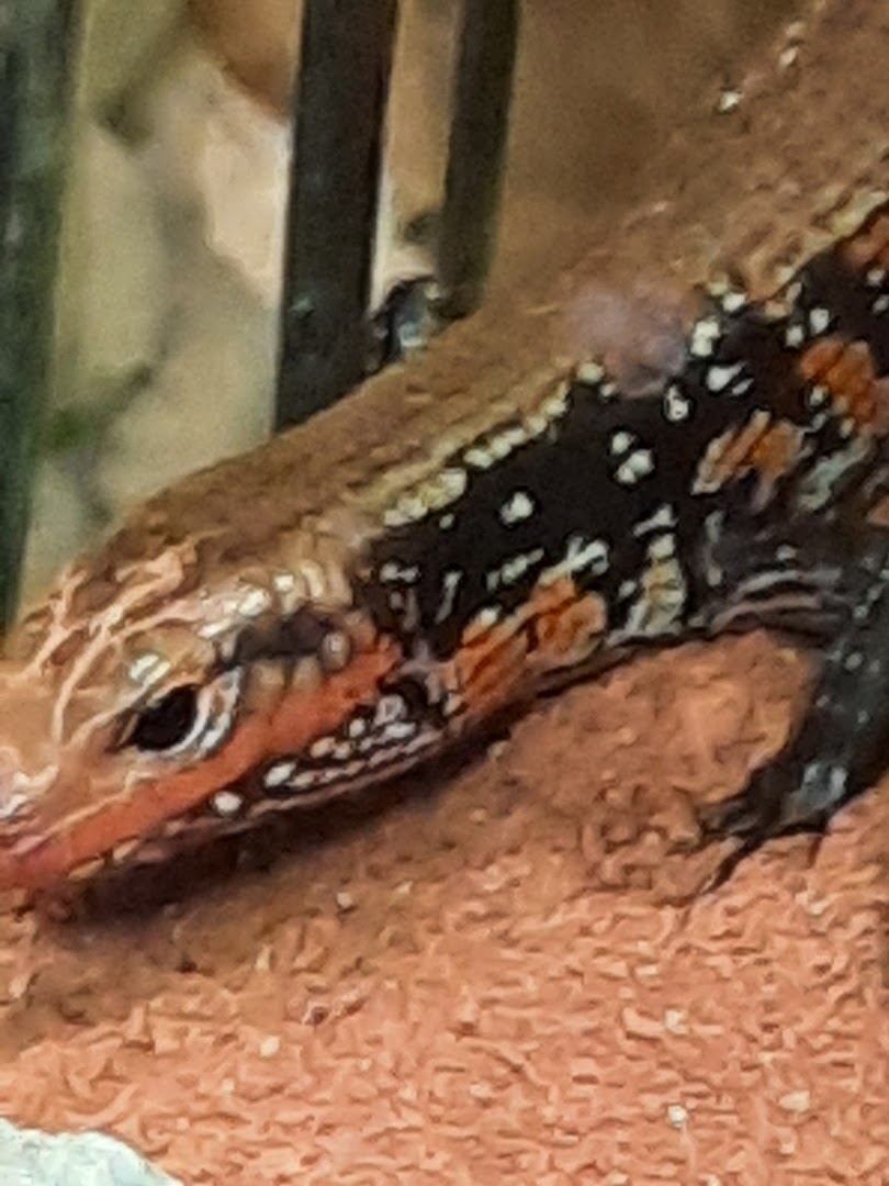 Macroom Pet Shop in Cork