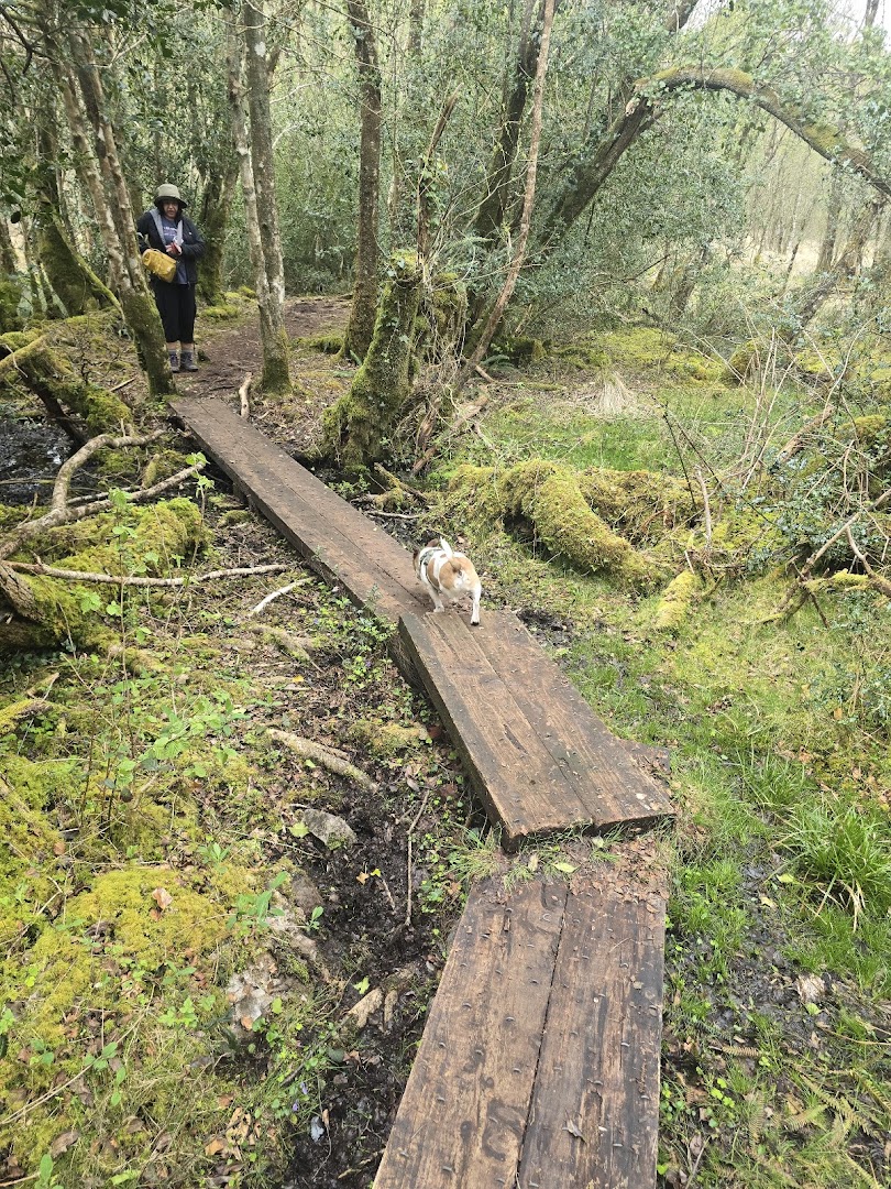 Derryvunny green wood