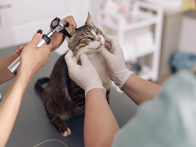 Banfield Pet Hospital in San Francisco