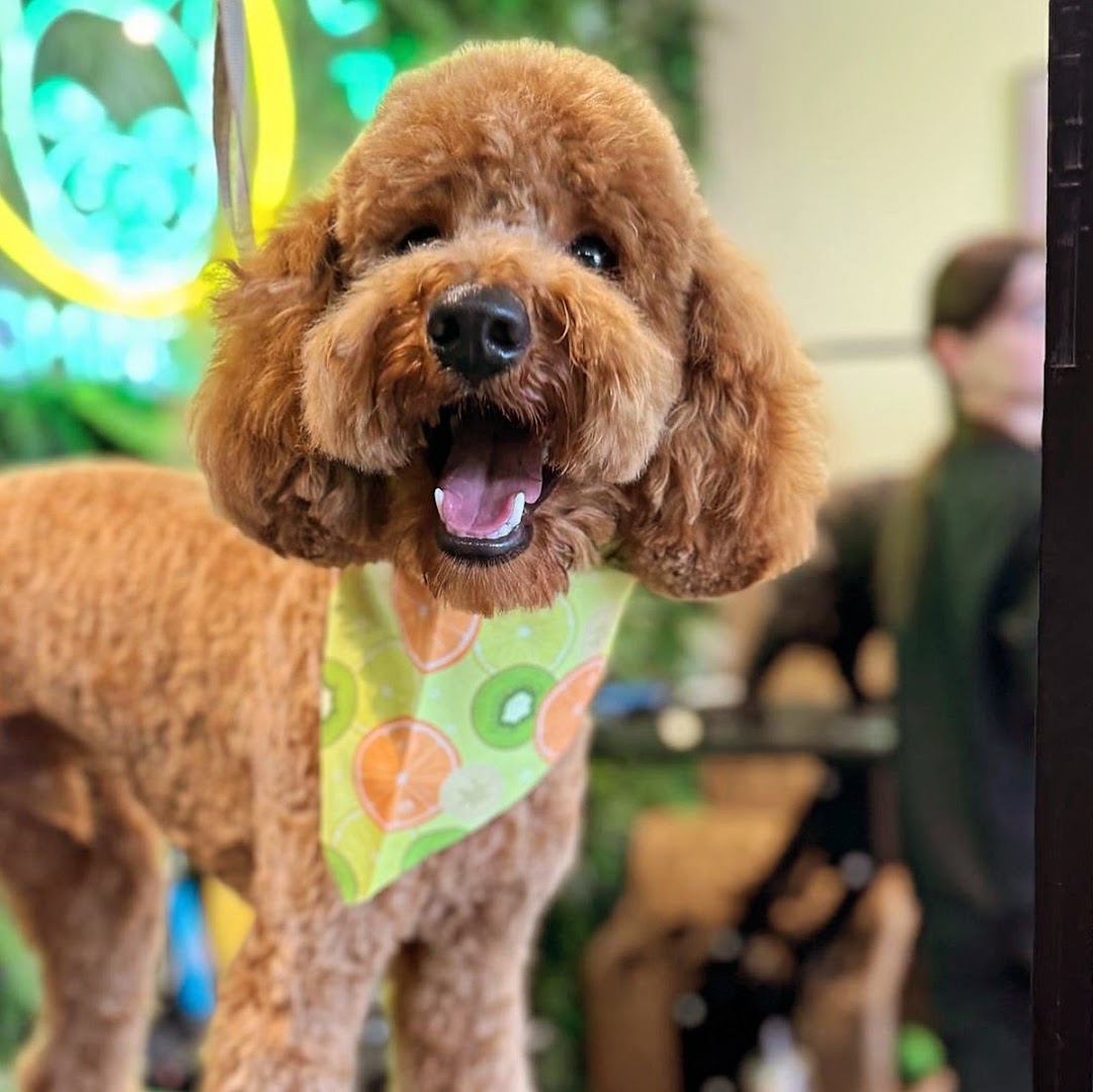What the Pup - Pet Groomers & Daycare