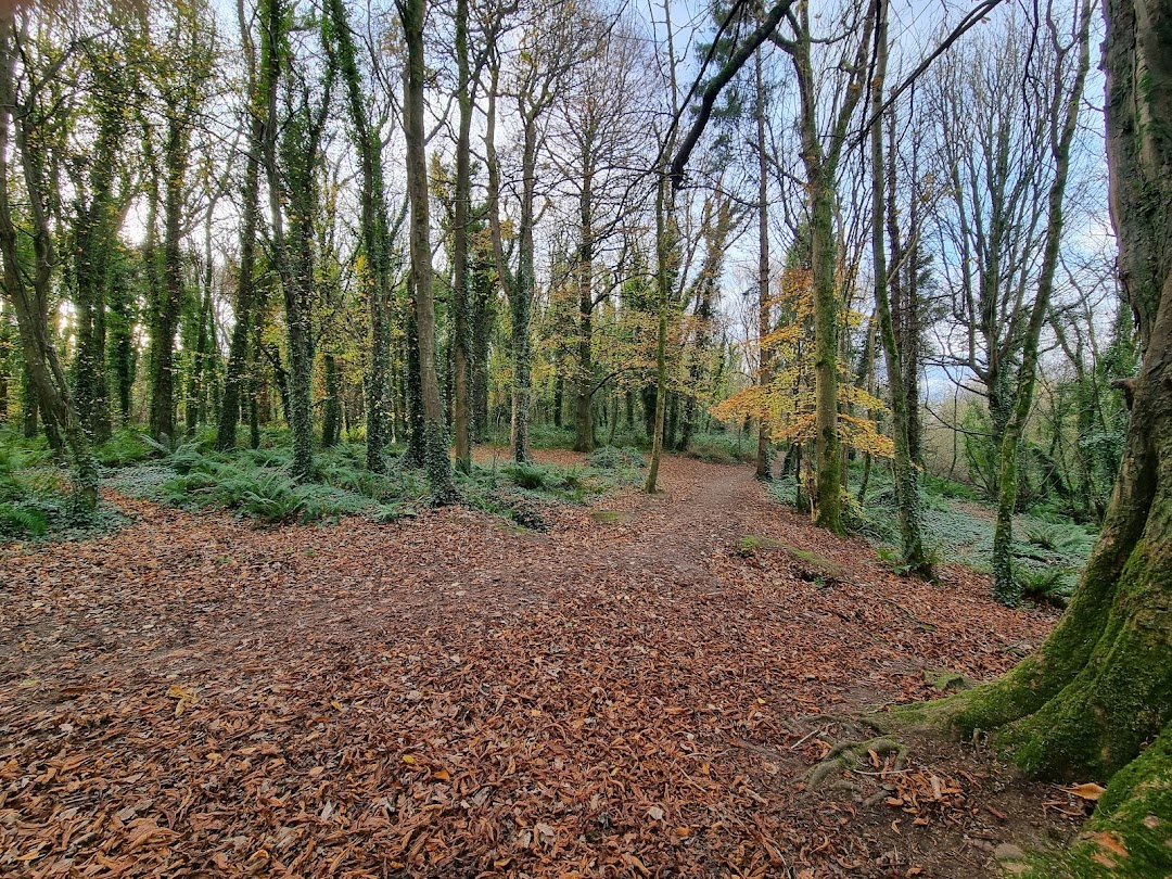 Active Tribe Courtown Woods