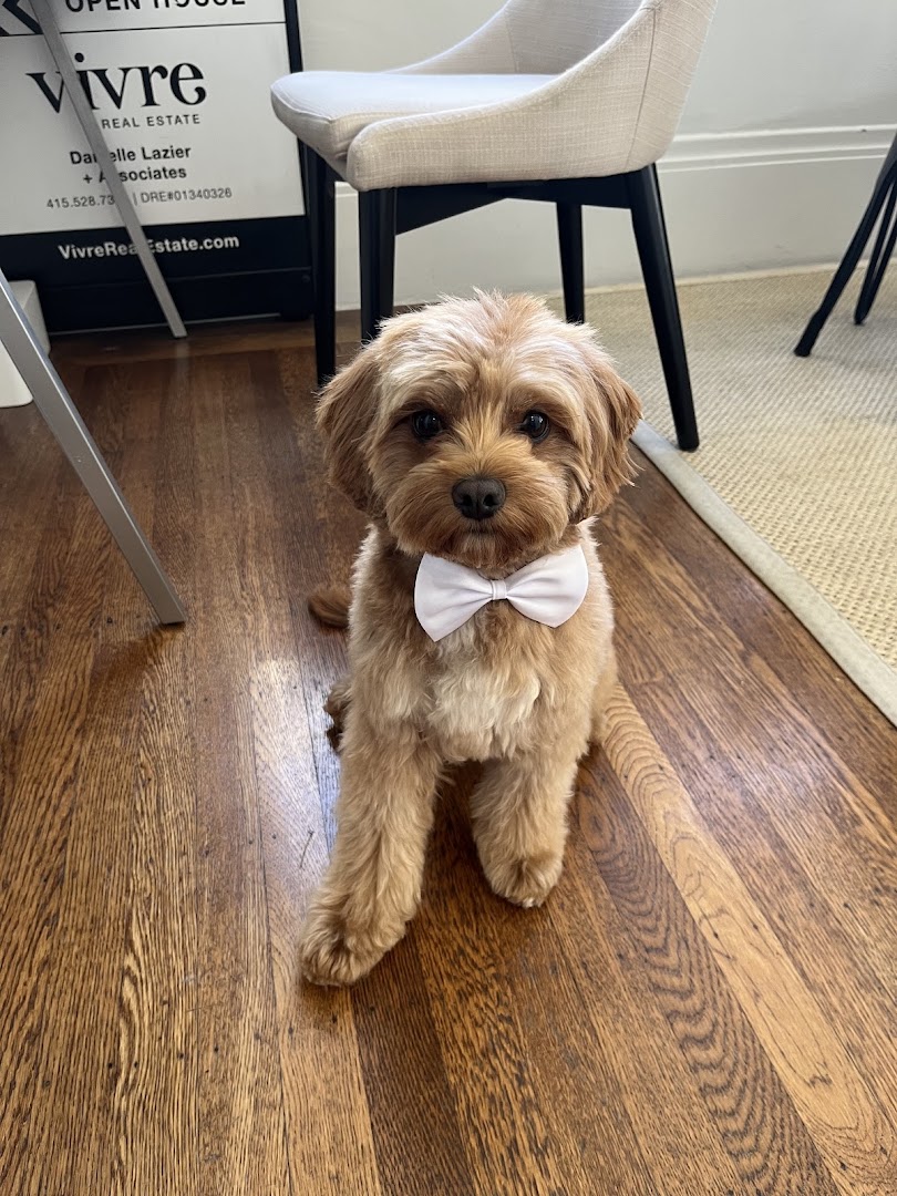 Showtime Grooming in San Francisco