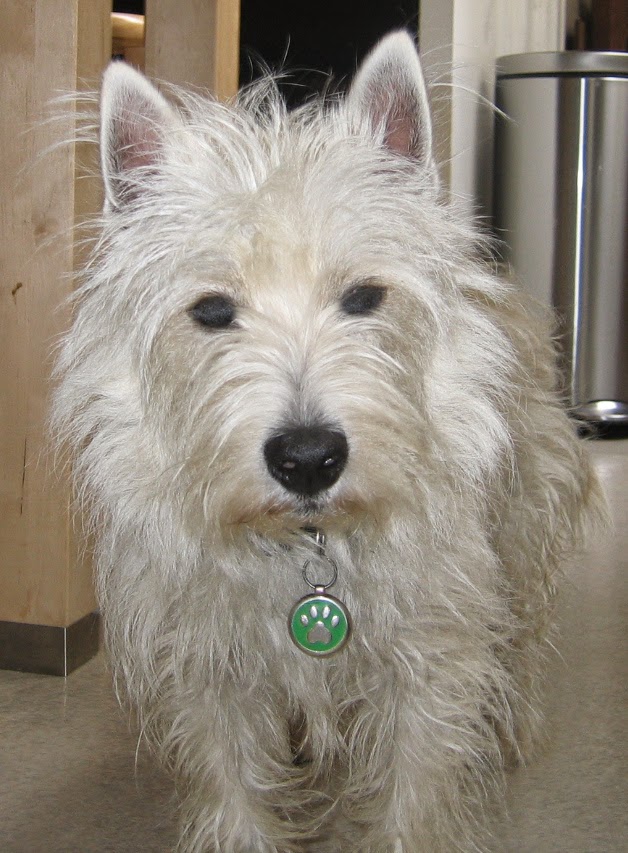 EcoPawz ~ Wiley's Treats in San Francisco