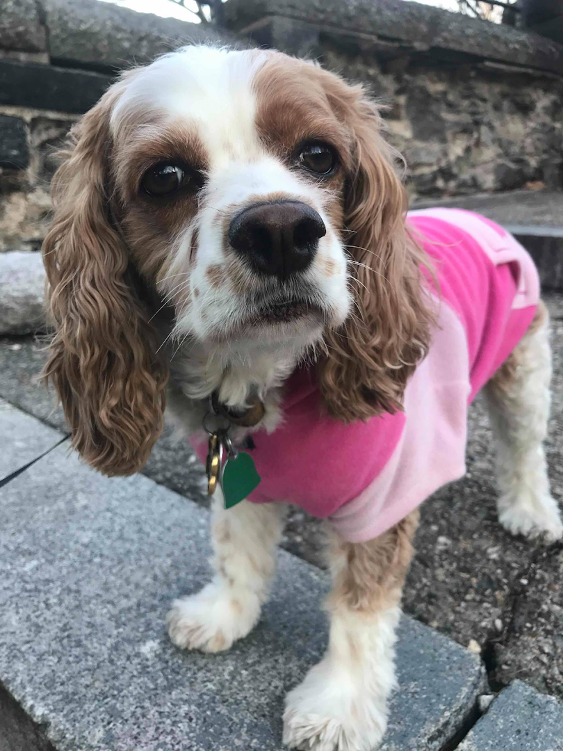 Swifto Dog Walking