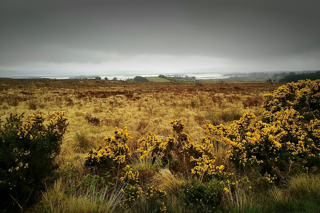 Newvillage Woods in Galway