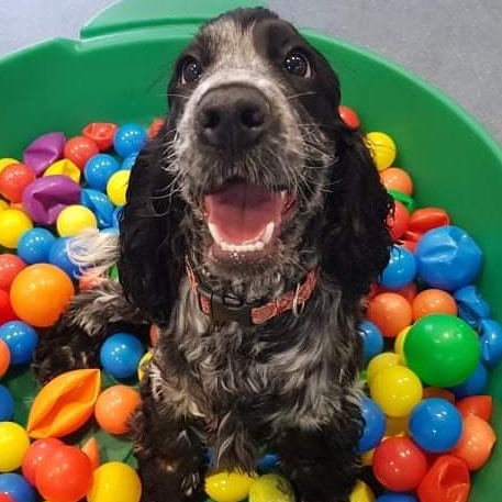 Positive Dog Training in Dublin