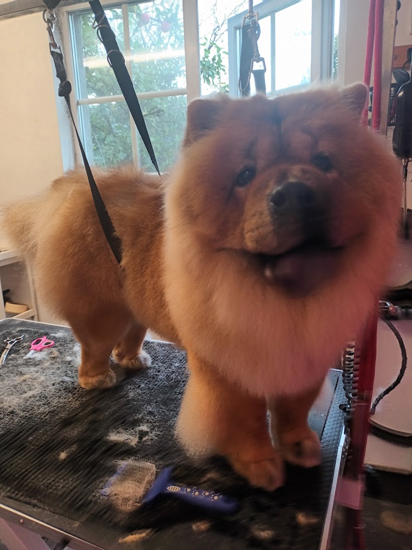 The Groom Room - Dog Grooming Sallynoggin in Dublin