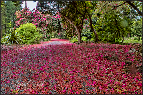 National Botanic Gardens, Kilmacurragh