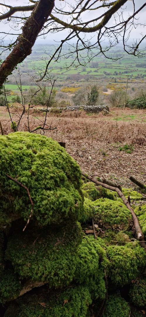 Gowlin Forest Walk in Ireland