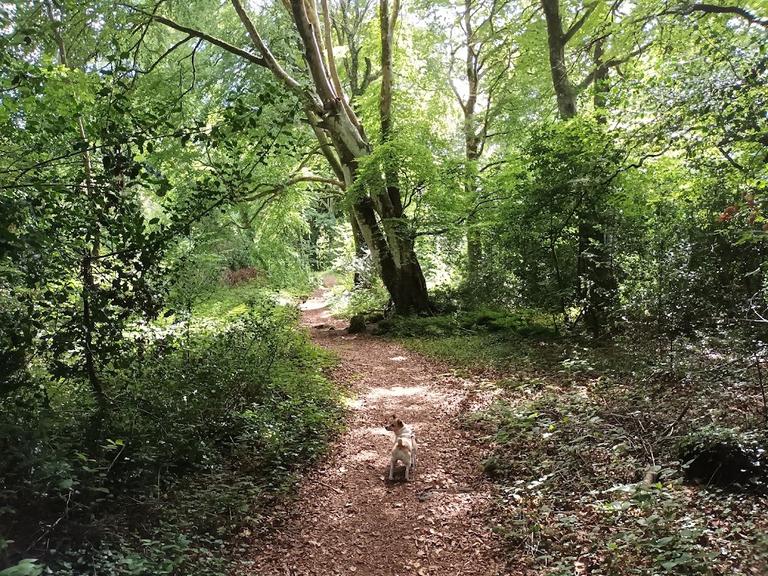 Portlick Millennium Forest in Ireland